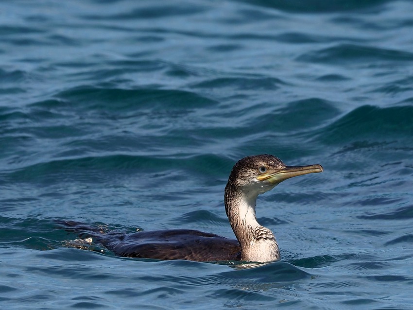 Uccelli alla Salina di Stintino